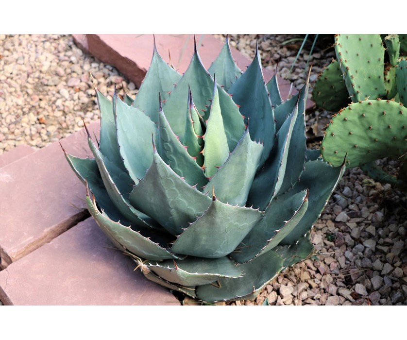 Havard's Century Plant